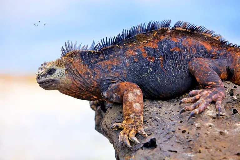 Gavial Del Ganges Características Alimentación Hábitat