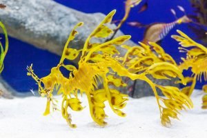 Dragon de Mar