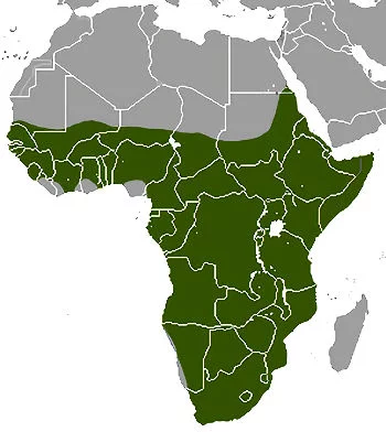 Distribución Geográfica del Cerdo Hormiguero