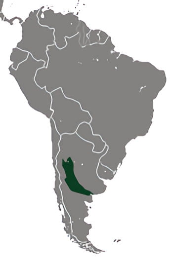 distribucion geografica pichiciego