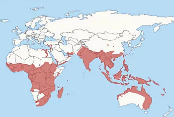 Distribución geográfica del Zorro Volador