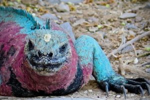 5 reptiles mas raros