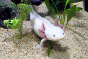 Ajolote-Axolotl