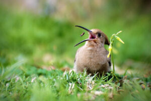 Alimentación de las Aves