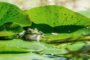 Anfibios de la Selva