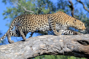 Animales Carnívoros Terrestres