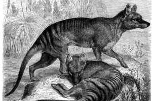 Animales Extintos en el Siglo XX