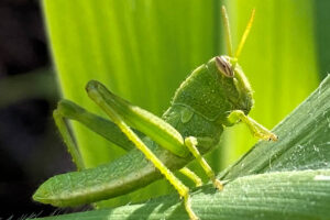 Animales Fitófagos, Frugívoros y Folívoros