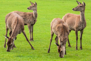 Animales Herbívoros Terrestres