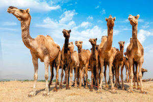 Animales Homeotermos