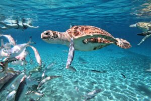Animales Marinos