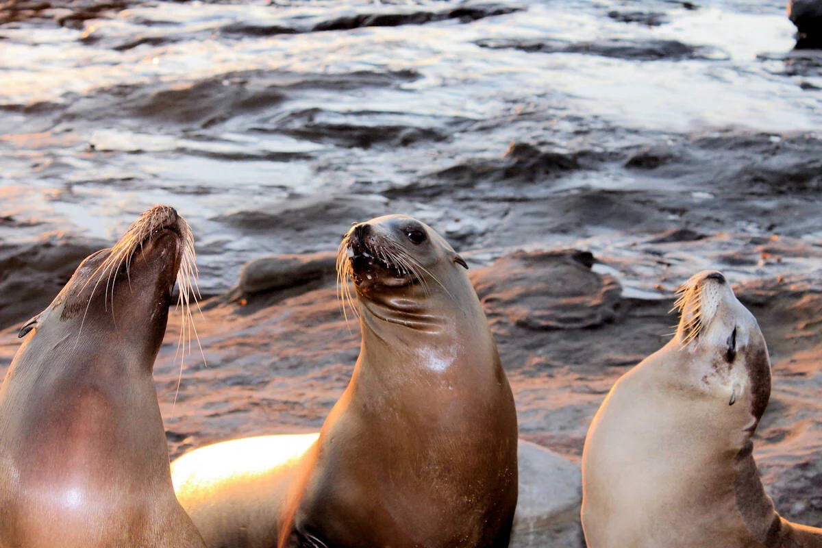 Animales Marinos-Foca