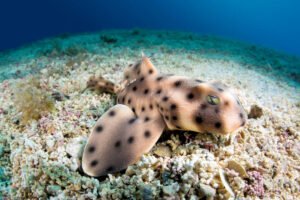 Animales Marinos Raros