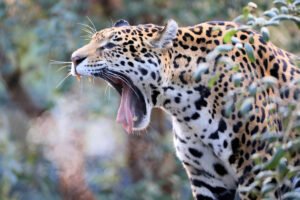 Animales Más Peligrosos de la Selva