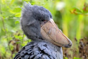 Animales Raros