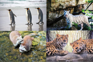 Animales carnívoros estrictos, ocasionales y flexibles