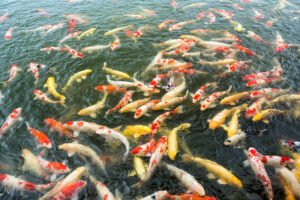 Animales de Agua Dulce