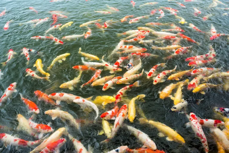 Peces De Agua Dulce » Características, Alimentación, Hábitat, Reproducción, Depredadores