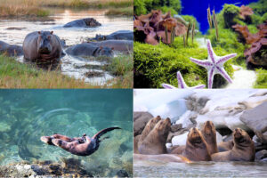 Animales de Agua Salada y Agua Dulce