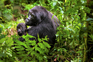 Animales de la Selva Africana