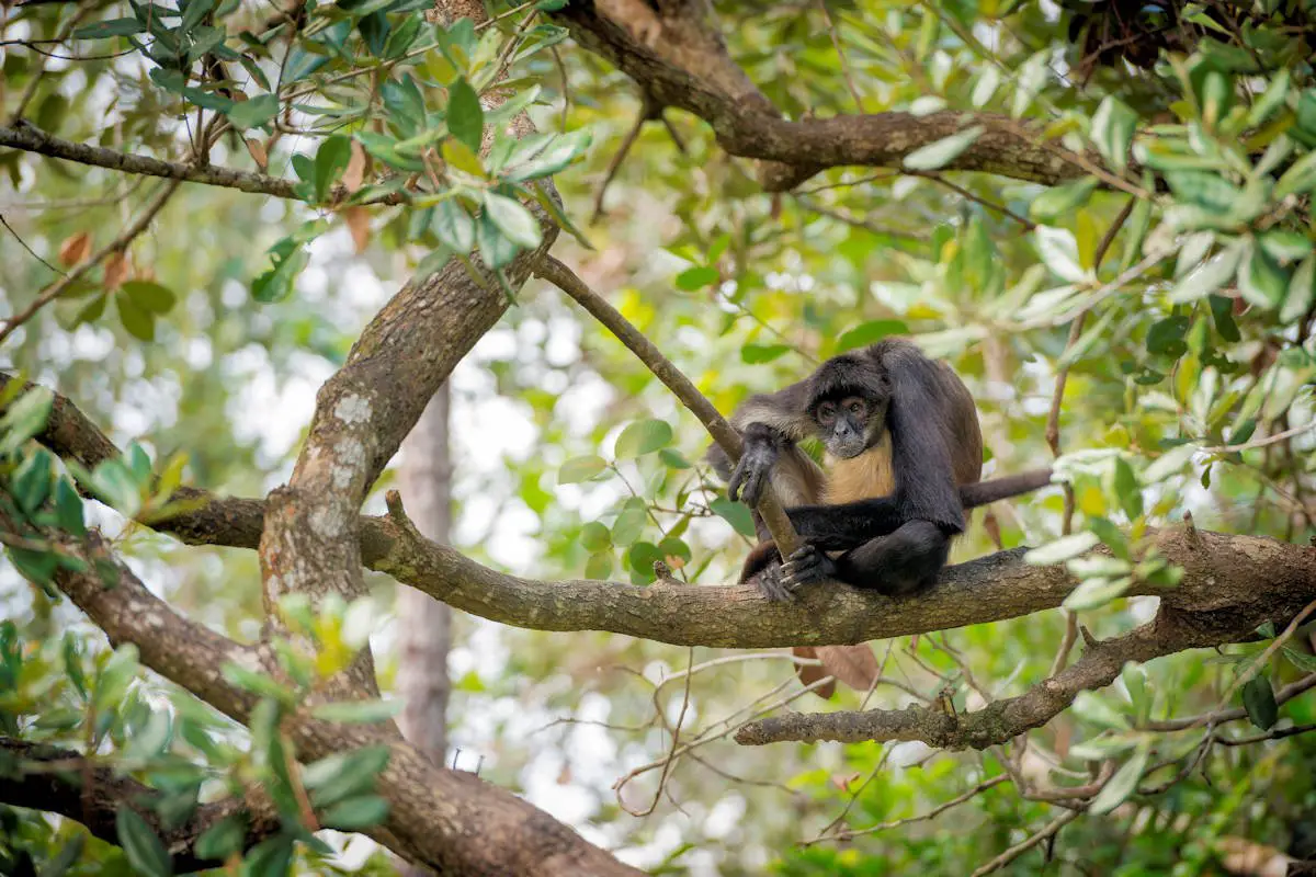 Animales de la Selva Amazónica