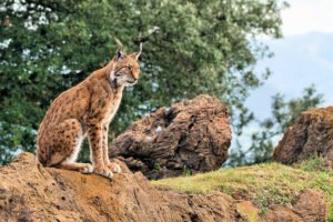 Animales de los Bosques del Mediterráneo