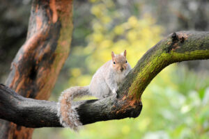 Animales del Bosque Templado