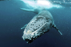 Animales marinos más grandes del mundo