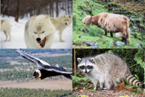 Animales omnívoros, herbívoros y carnívoros