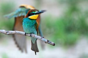 Aves Exóticas