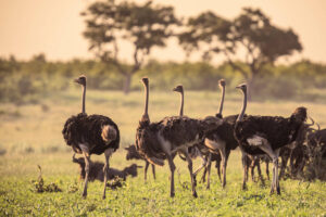 Aves Grandes