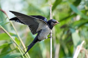 Aves Migratorias