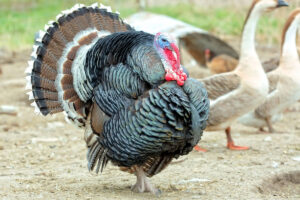 Aves de Granja