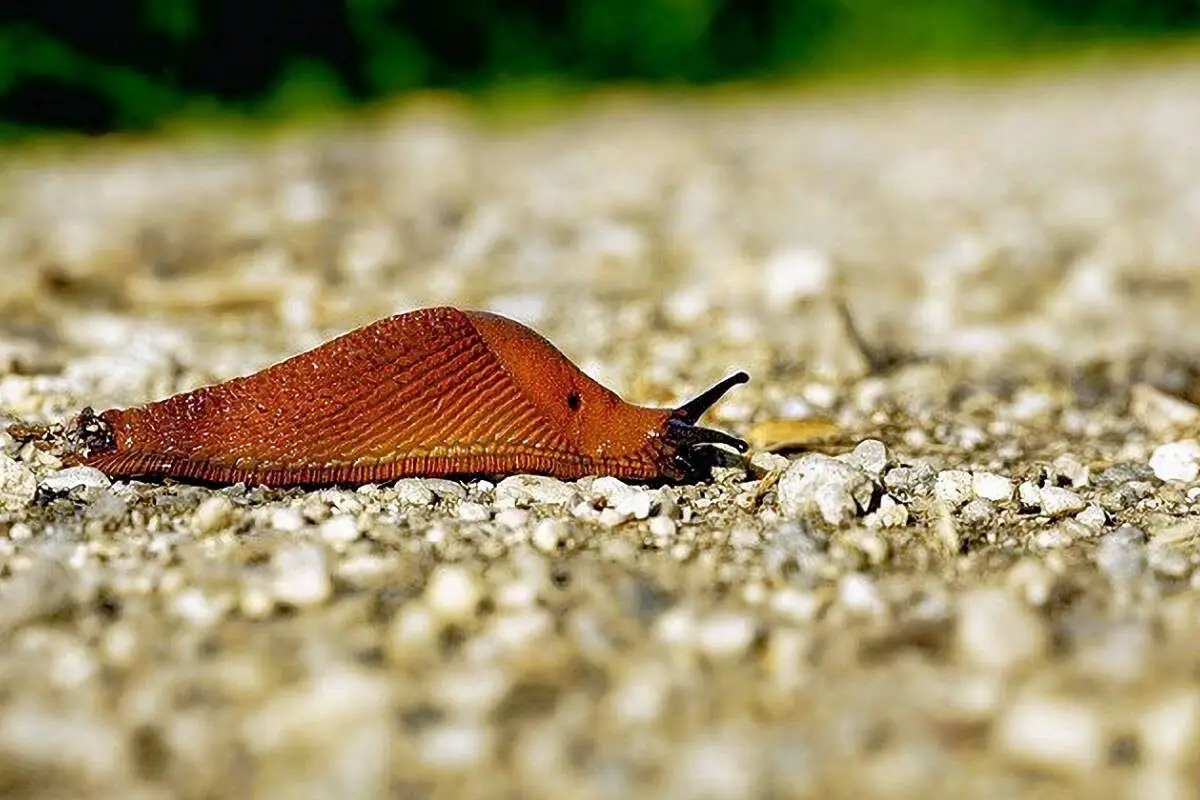 animales invertebrados-babosa Babosa