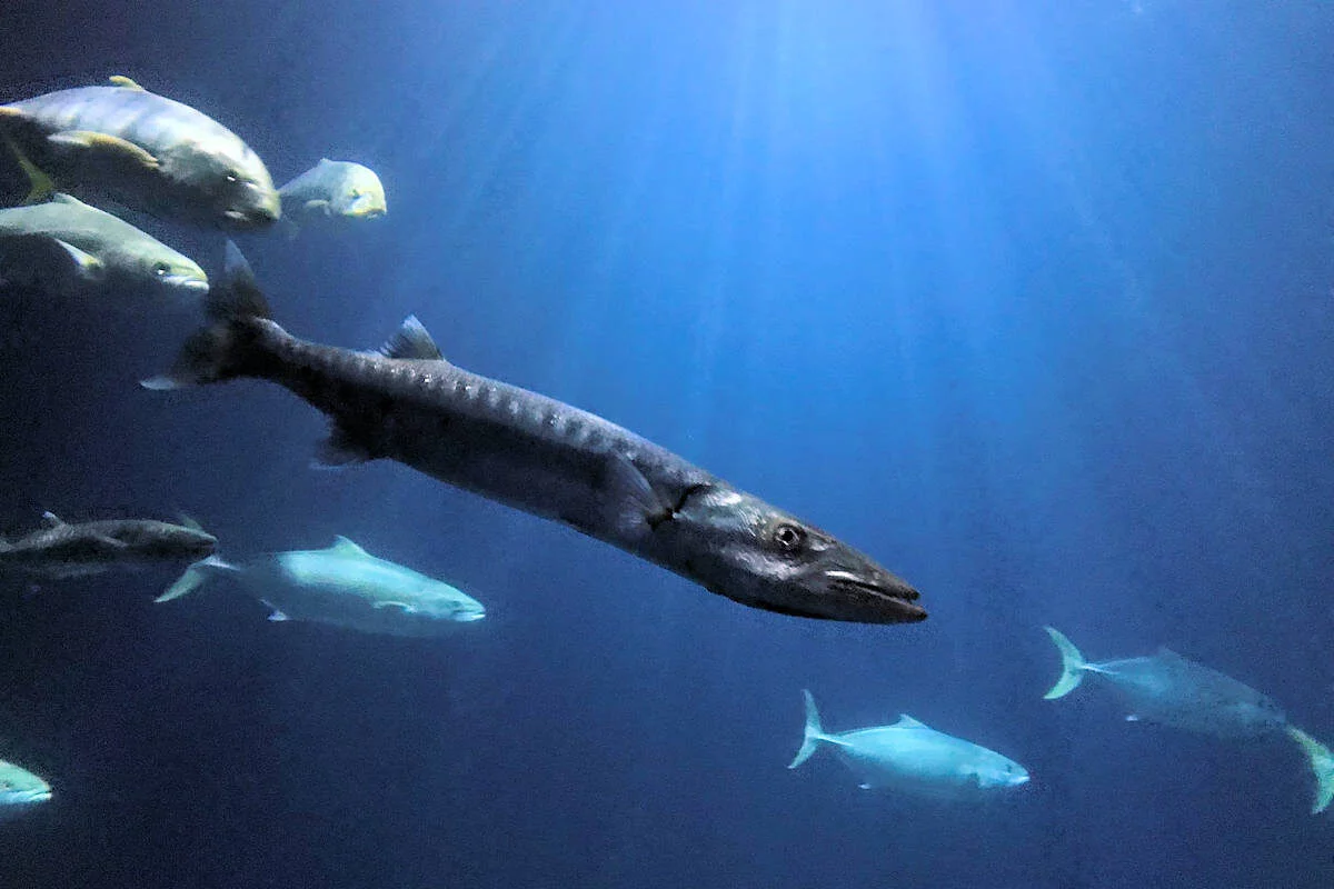 Barracuda