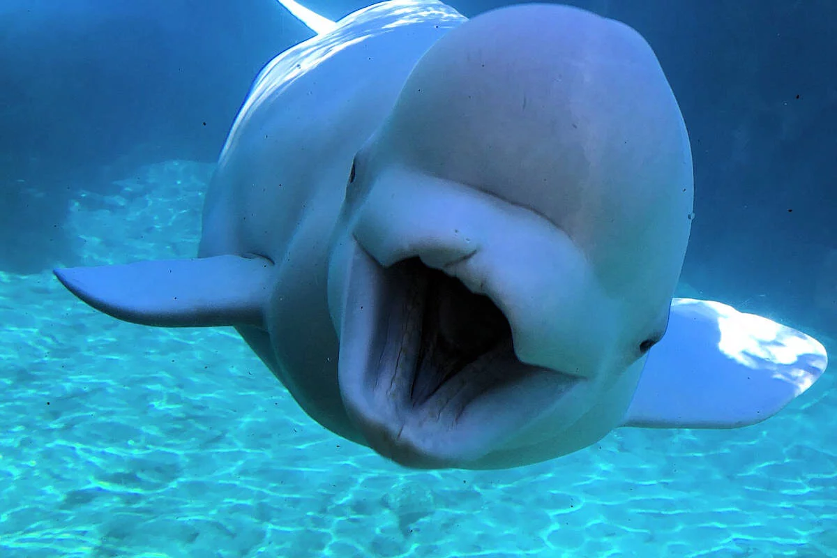 Beluga