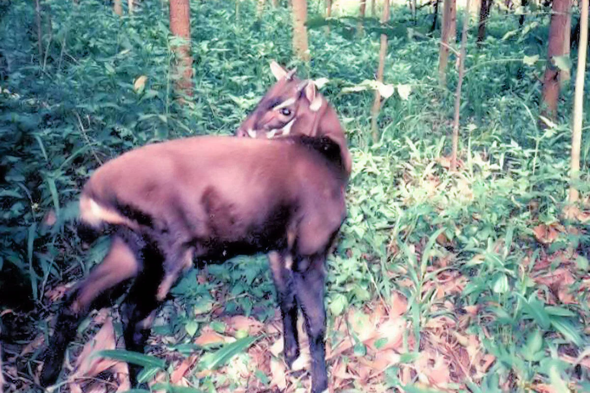 Buey de Vu Quang