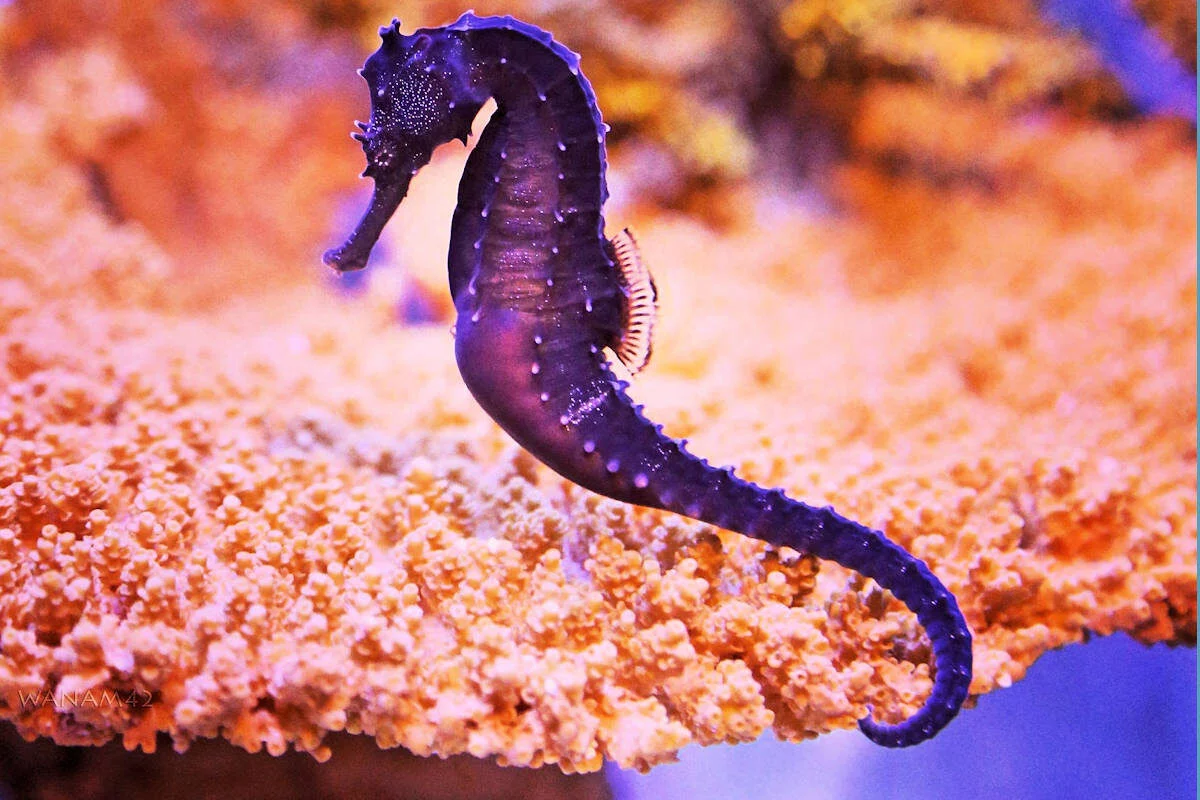 Caballito de Mar