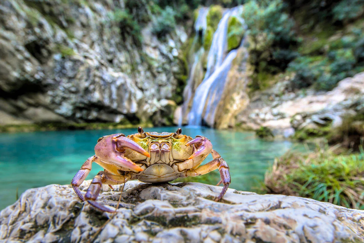 Cangrejo de Río