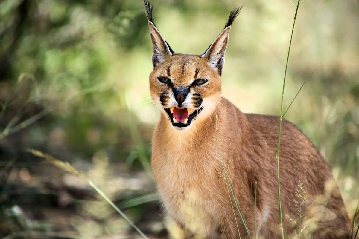 5 FELINOS RAROS » Que Están En Peligro De Extinción