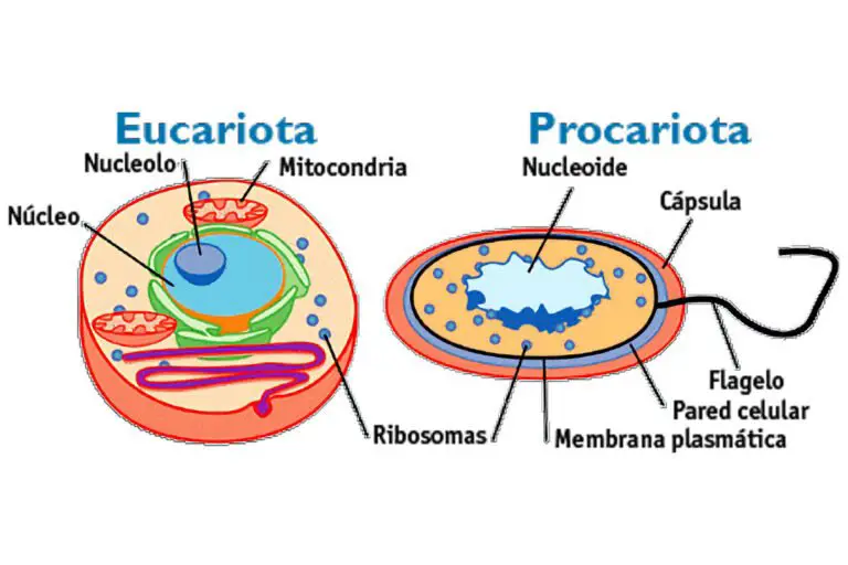 Diferencias Entre Célula Eucariota Y Procariota Características Alimentación Hábitat