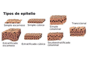 Células Epiteliales