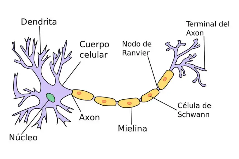 Células Nerviosas Características Alimentación Hábitat Reproducción Depredadores 