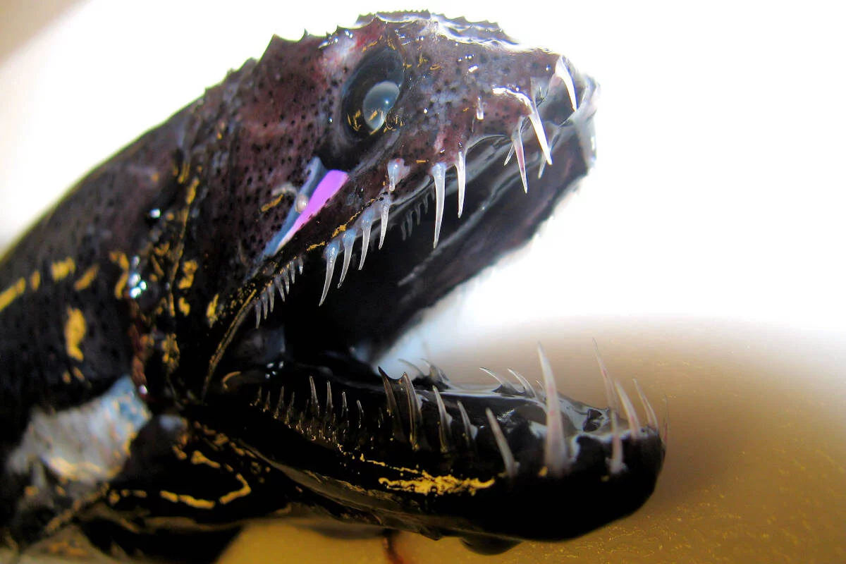 Chauliodus