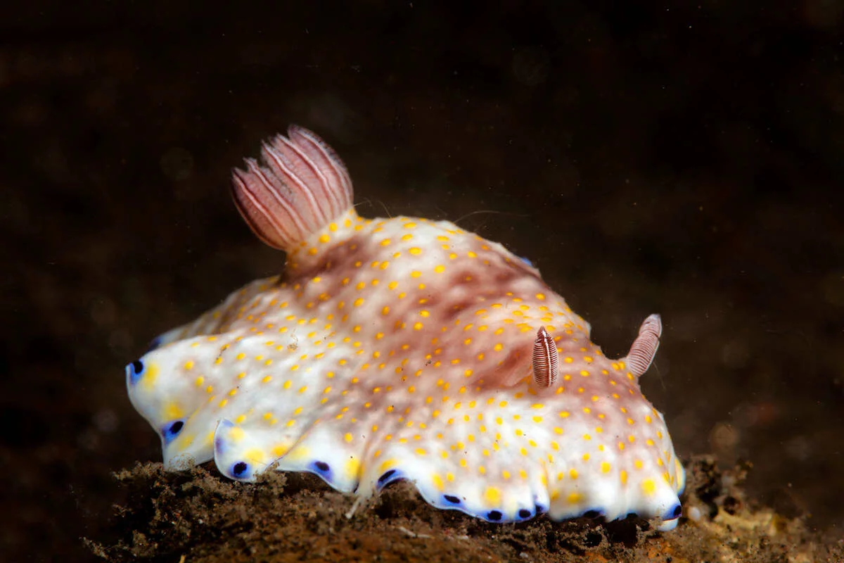Chromodoris Lochi-Mosluscos Raros