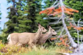 Clasificación de los Animales Mamíferos