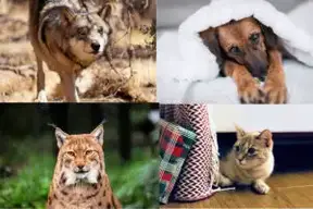 Clasificación de los Animales Salvajes y Domésticos