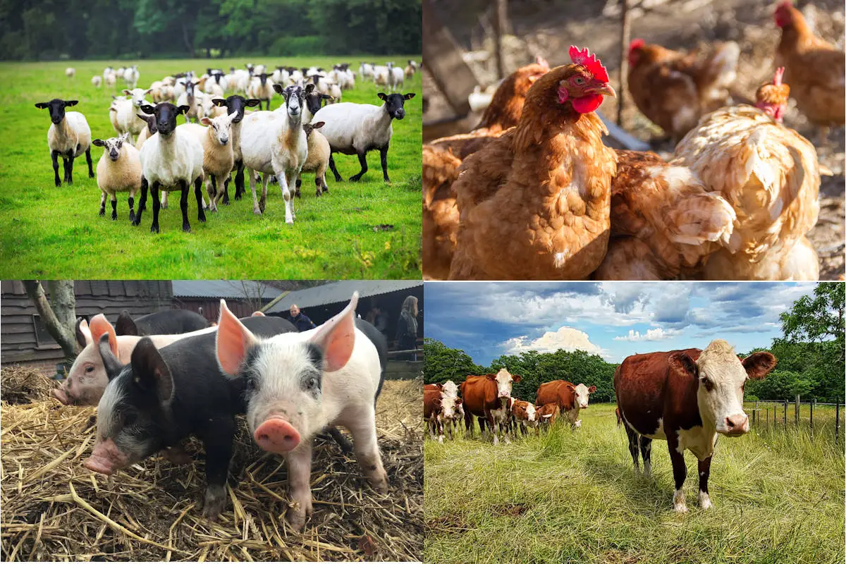 ▷ Clasificación De Los Animales De Granja » Características, Alimentación,  Hábitat, Reproducción, Depredadores