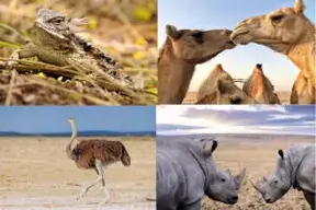 Clasificación de los Animales del Desierto