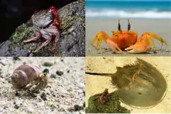 Clasificación de los Crustáceos